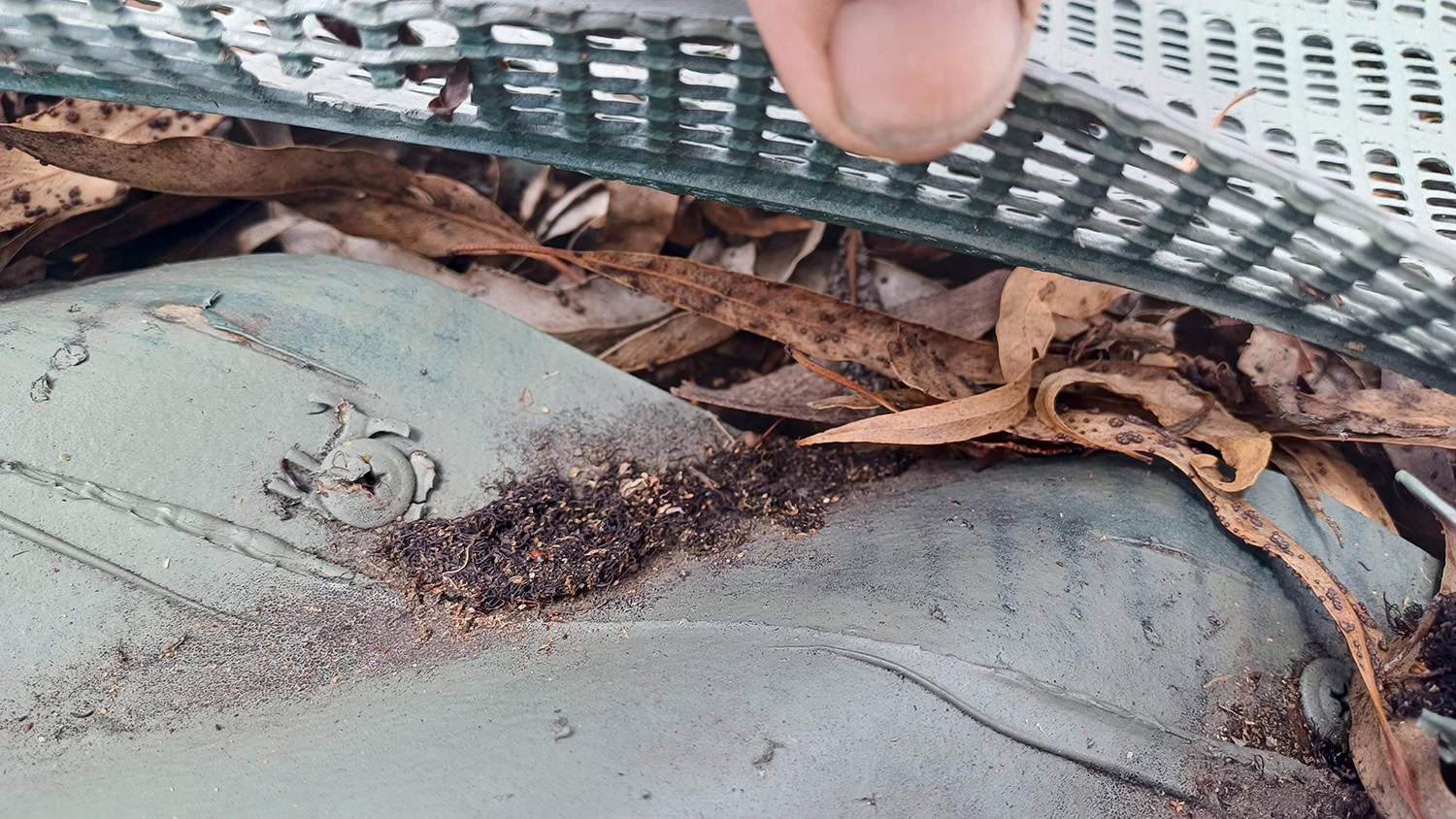 Close up of foliage in a gutter